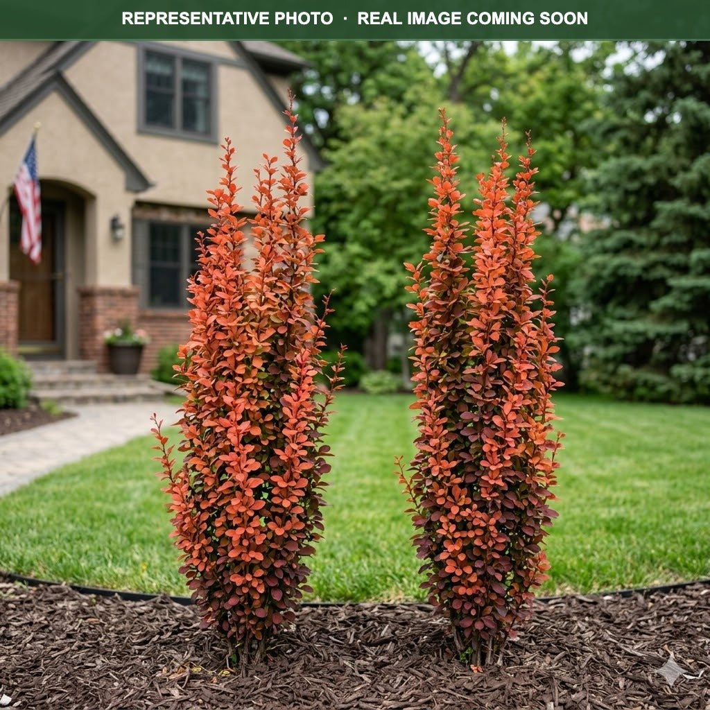 Orange Rocket Barberry (Berberis thunbergii) — St. Paul, MN