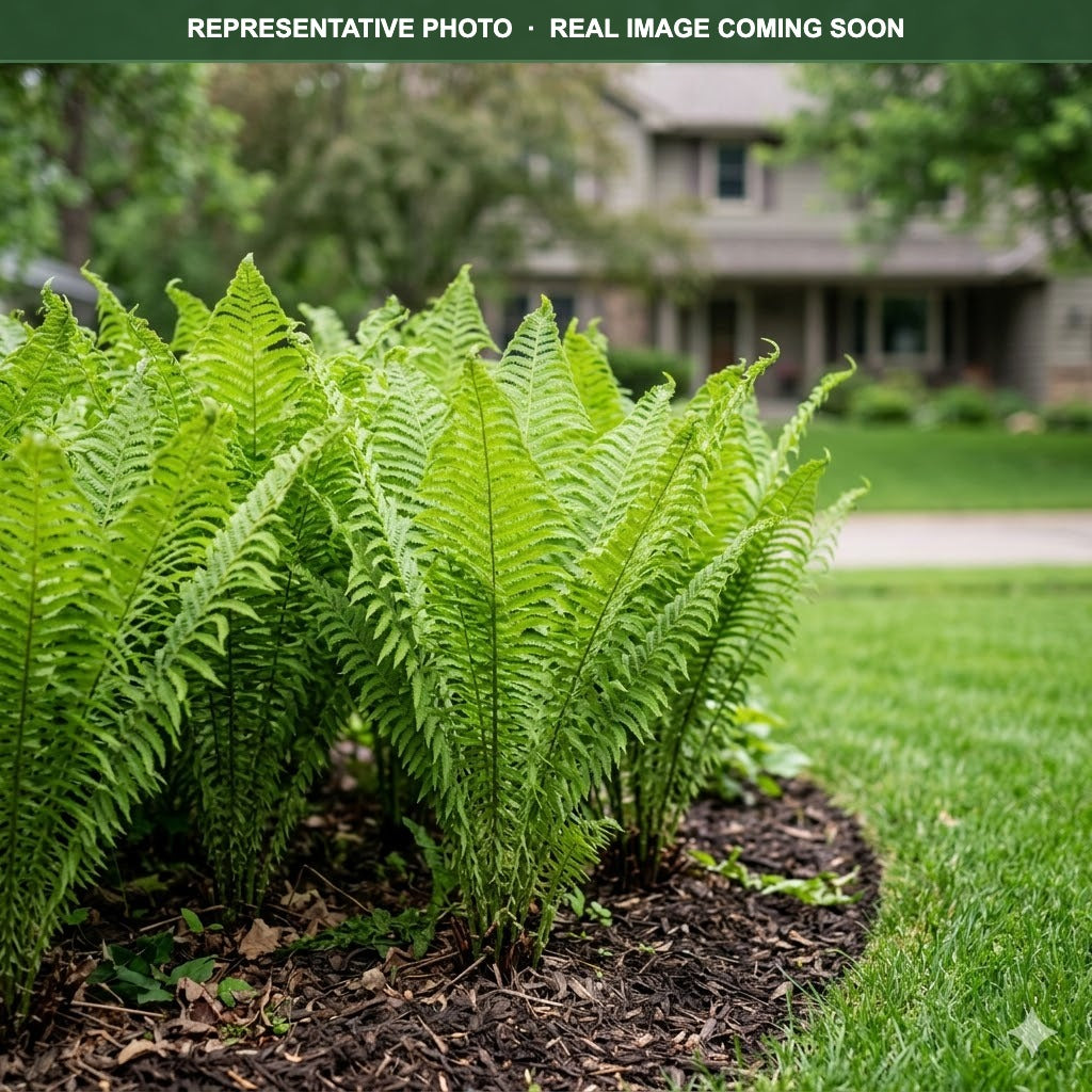 Ostrich Fern (Matteuccia struthiopteris) in landscape setting — Minnetonka, MN