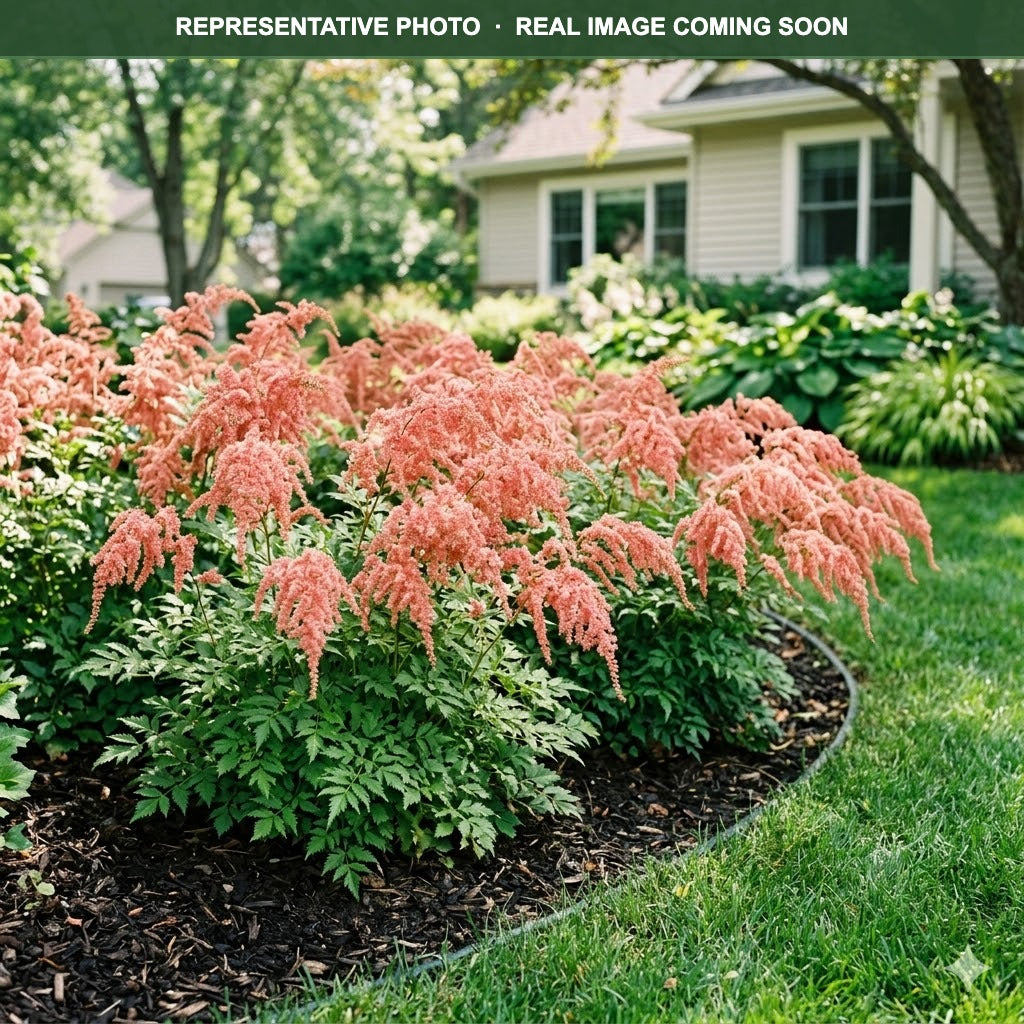 Ostrich Plume Astilbe (Astilbe) — Woodbury, MN