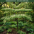 Pagoda Dogwood (Cornus alternifolia) — Bloomington, MN