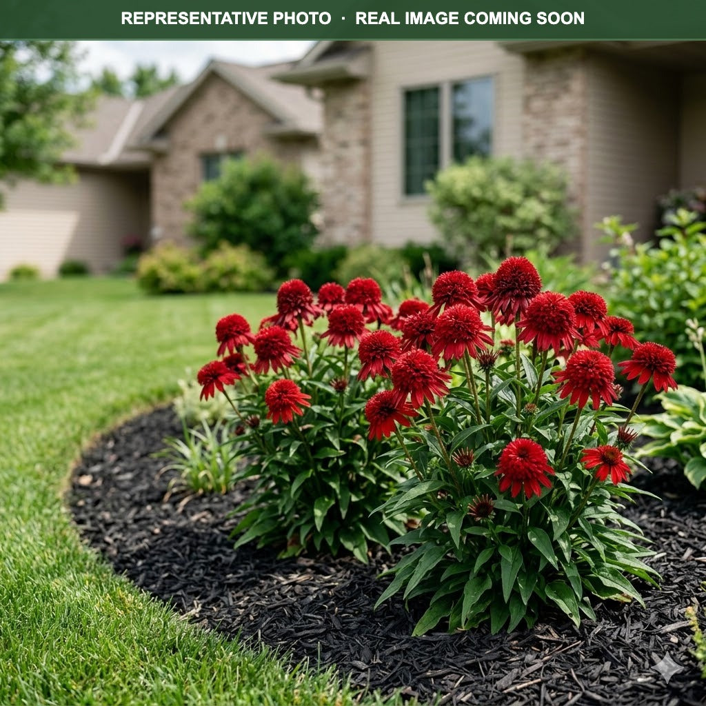 Panama Red Coneflower (Echinacea) — Eden Prairie, MN