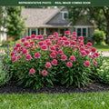 Panama Rose Coneflower (Echinacea) — Plymouth, MN