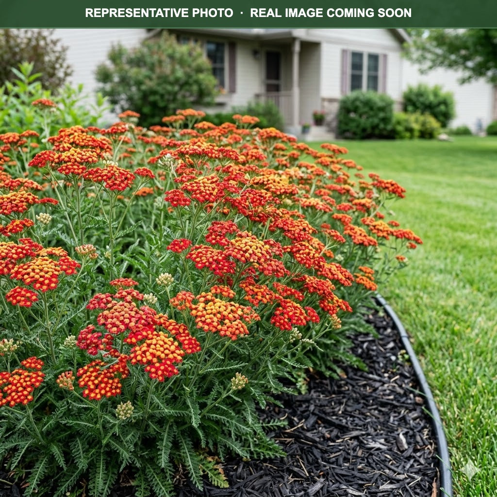 Paprika Yarrow (Achillea) — Maple Grove, MN