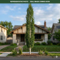 Parkland Pillar Birch (Betula platyphylla) — Shoreview, MN