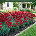 Passion Dianthus (Dianthus) — Bloomington, MN