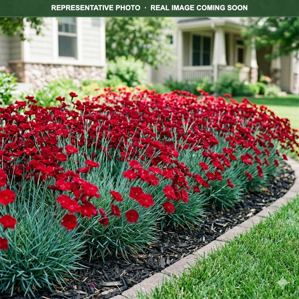 Passion Dianthus (Dianthus) — Bloomington, MN