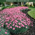 Peman Dianthus (Dianthus) — Shoreview, MN