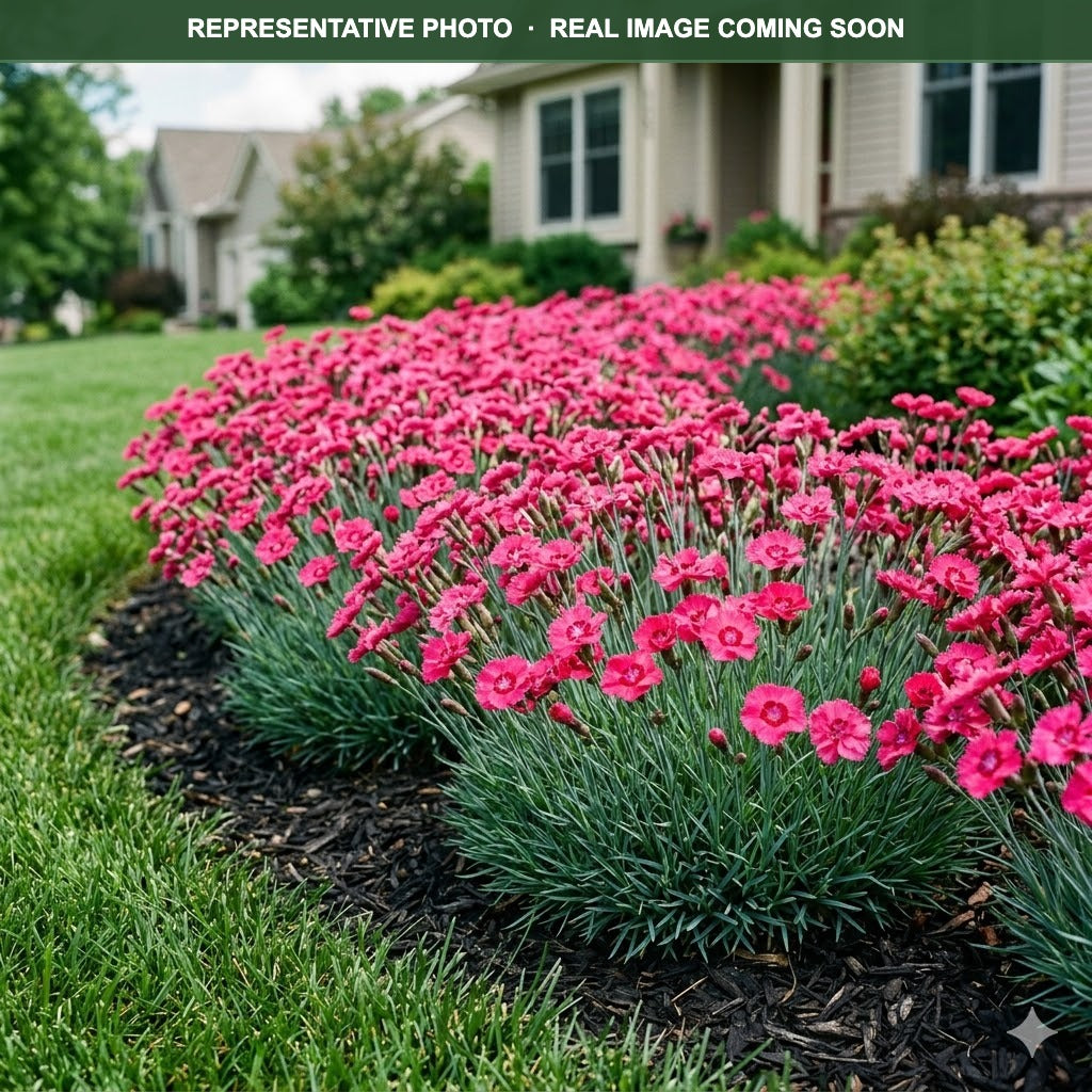 Peman Fancy Cerise Dianthus (Dianthus) — Burnsville, MN