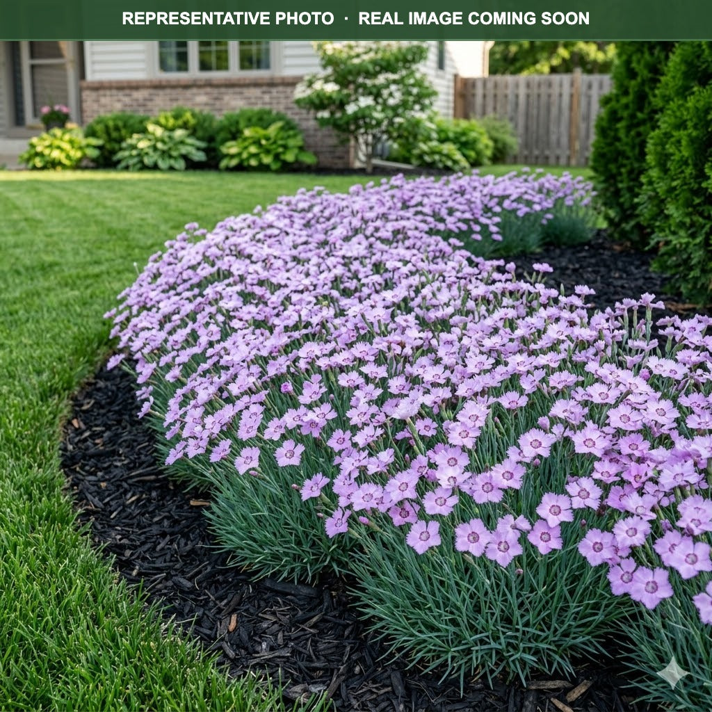 Peman Fancy Lilac Dianthus (Dianthus) — Lakeville, MN