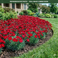 Peman Red Dianthus (Dianthus) — Maplewood, MN