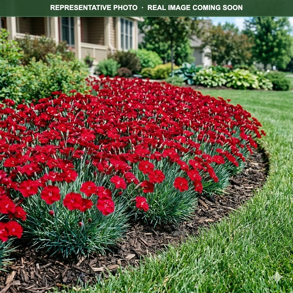 Peman Red Dianthus (Dianthus) — Maplewood, MN