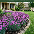 Peman Violet Dianthus (Dianthus) — Wayzata, MN