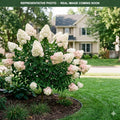 Phantom Hydrangea (Hydrangea paniculata) — Edina, MN