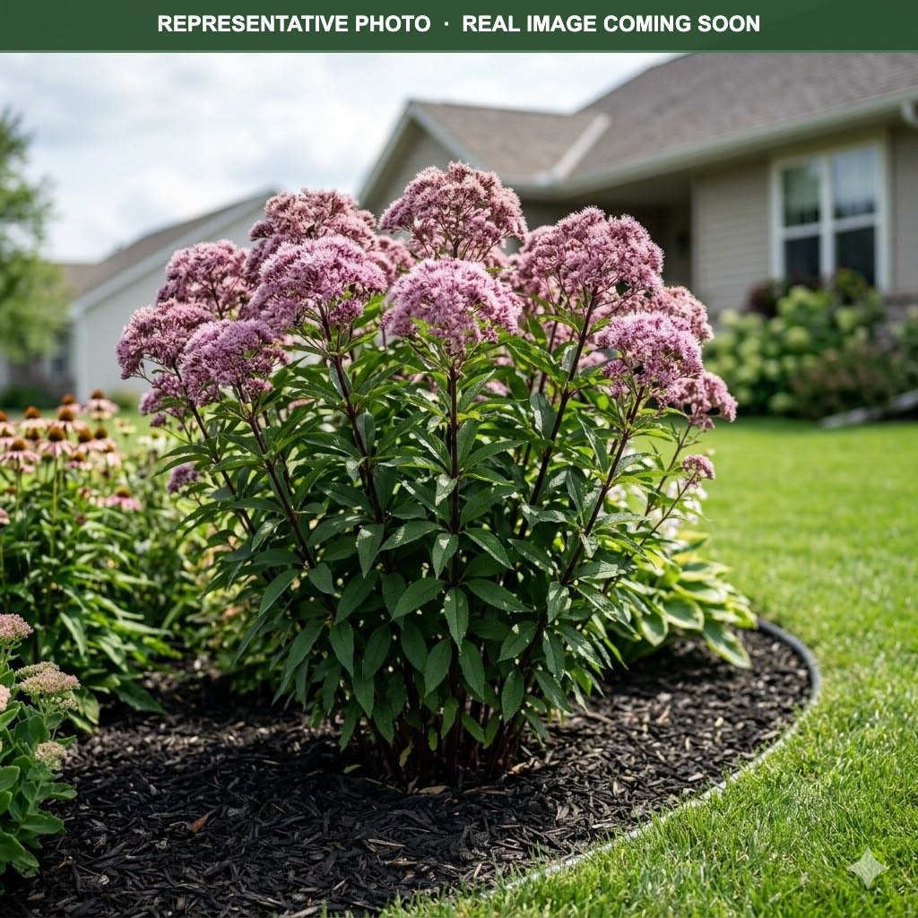Phantom Joe Pye Weed (Eutrochium) — Chanhassen, MN