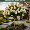 Phantom Tree Hydrangea (Hydrangea paniculata) — Burnsville, MN