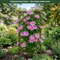 Piilu Clematis (Clematis) — Maple Grove, MN