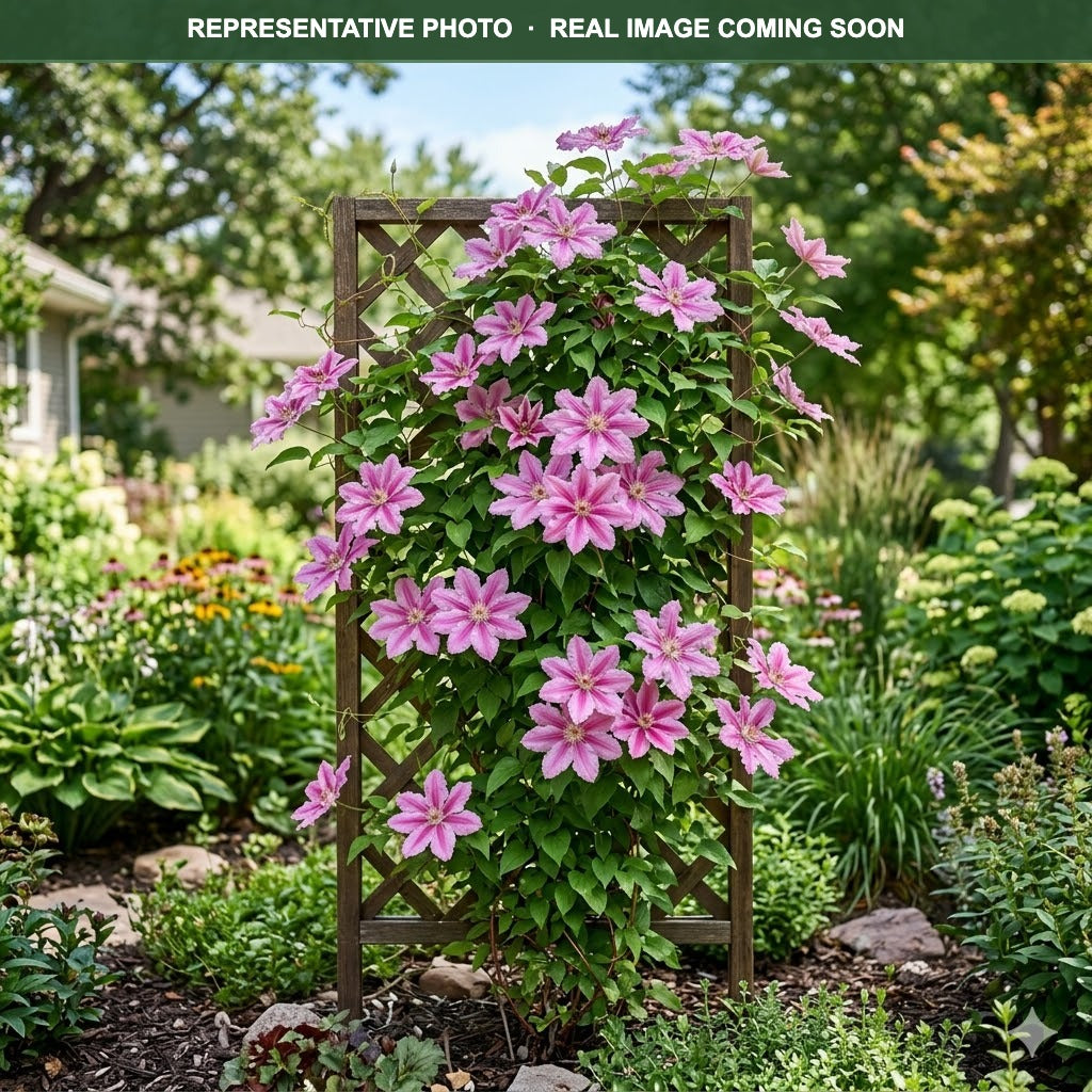 Piilu Clematis (Clematis) — Maple Grove, MN