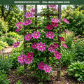 Pink Champagne Clematis (Clematis) — Bloomington, MN