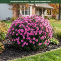 Pink Crush Aster (Symphyotrichum) — Minneapolis, MN