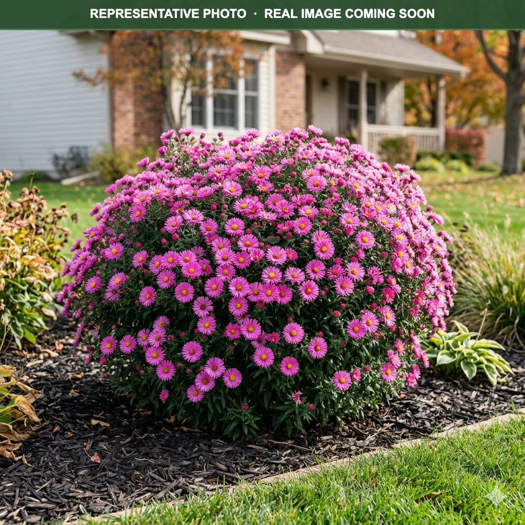Pink Crush Aster (Symphyotrichum) — Minneapolis, MN