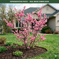Pink Flowering Almond (Prunus triloba) — Woodbury, MN