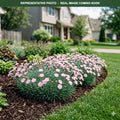 Pink Frost Dianthus (Dianthus) — St. Paul, MN