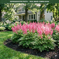Pink Lightning Astilbe (Astilbe) — Edina, MN