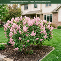 Pinktini Lilac (Syringa) — Eden Prairie, MN