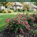 Pinky Promise Coralberry (Symphoricarpos) — Plymouth, MN