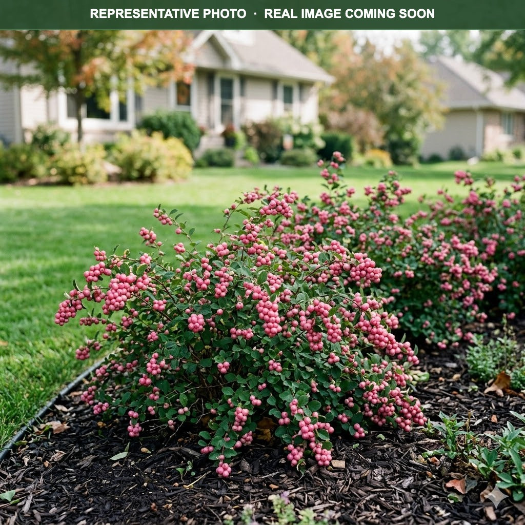 Pinky Promise Coralberry (Symphoricarpos) — Plymouth, MN
