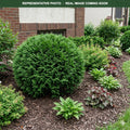 Planet Earth Arborvitae (Thuja occidentalis) — Maple Grove, MN