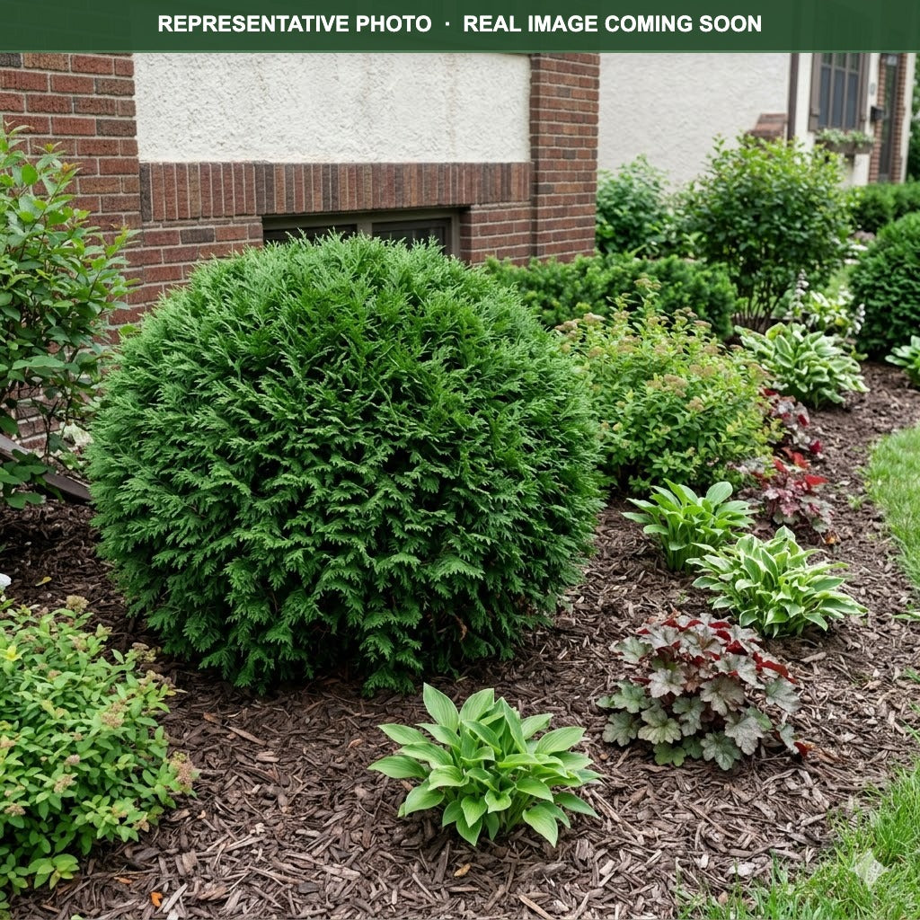 Planet Earth Arborvitae (Thuja occidentalis) — Maple Grove, MN