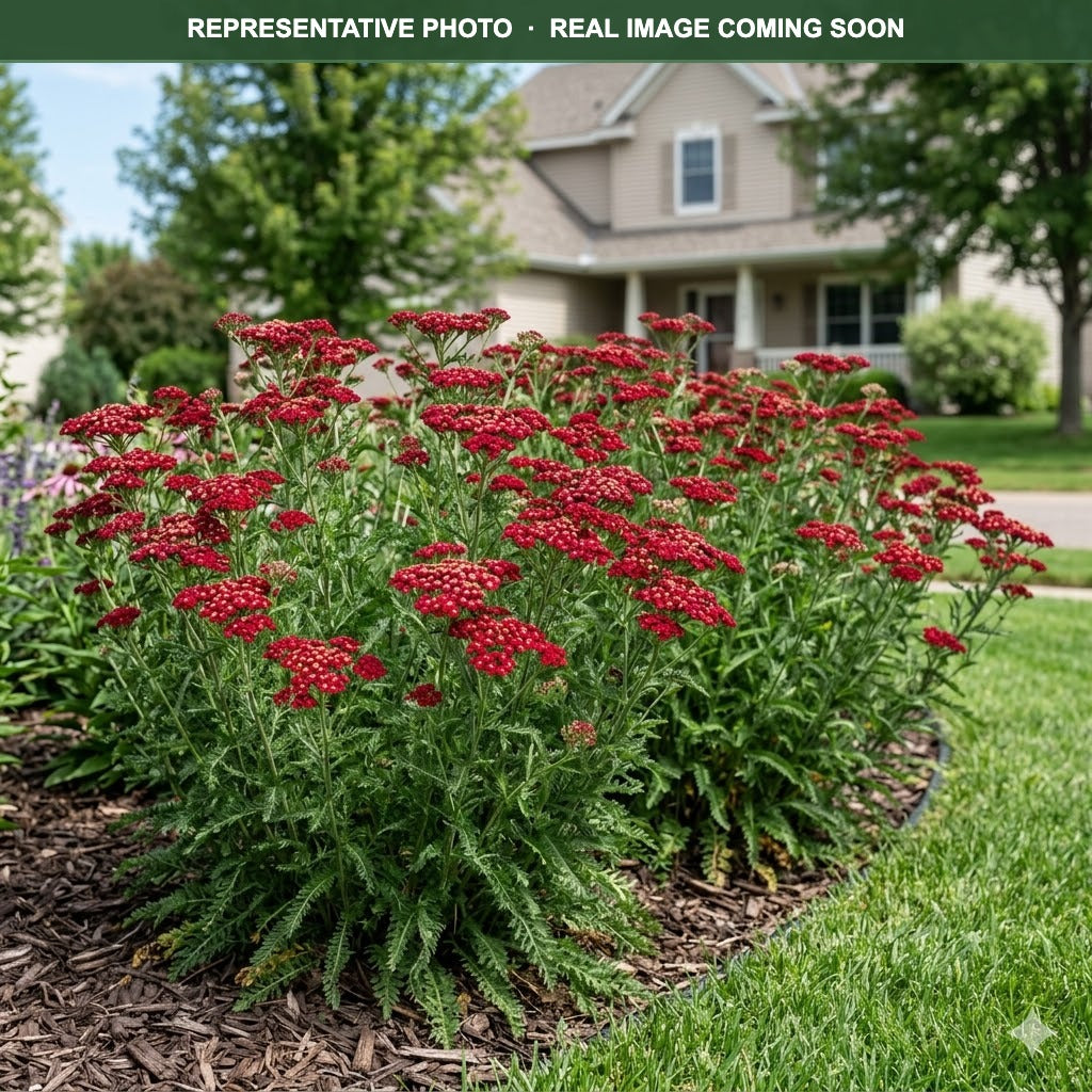 Pomegranate Yarrow (Achillea) — Eden Prairie, MN