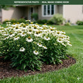 PowWow White Coneflower (Echinacea) — Plymouth, MN
