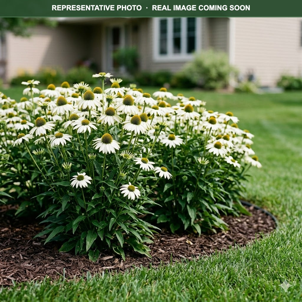PowWow White Coneflower (Echinacea) — Plymouth, MN
