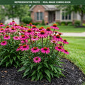 PowWow Wild Berry Coneflower (Echinacea) — Maple Grove, MN