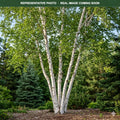 Prairie Dream Birch (Betula papyrifera) — Lakeville, MN