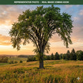 Prairie Expedition Elm (Ulmus americana) — Maplewood, MN