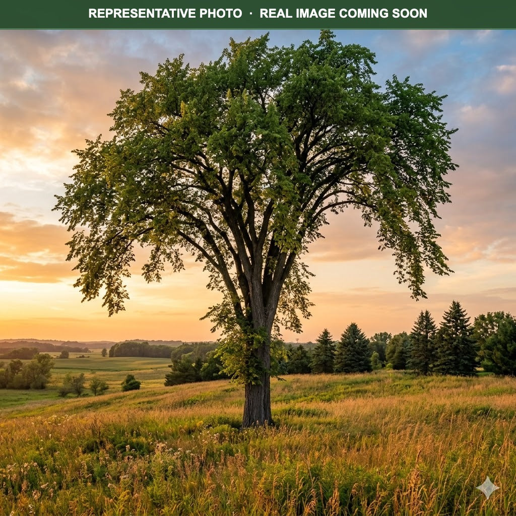 Prairie Expedition Elm (Ulmus americana) — Maplewood, MN