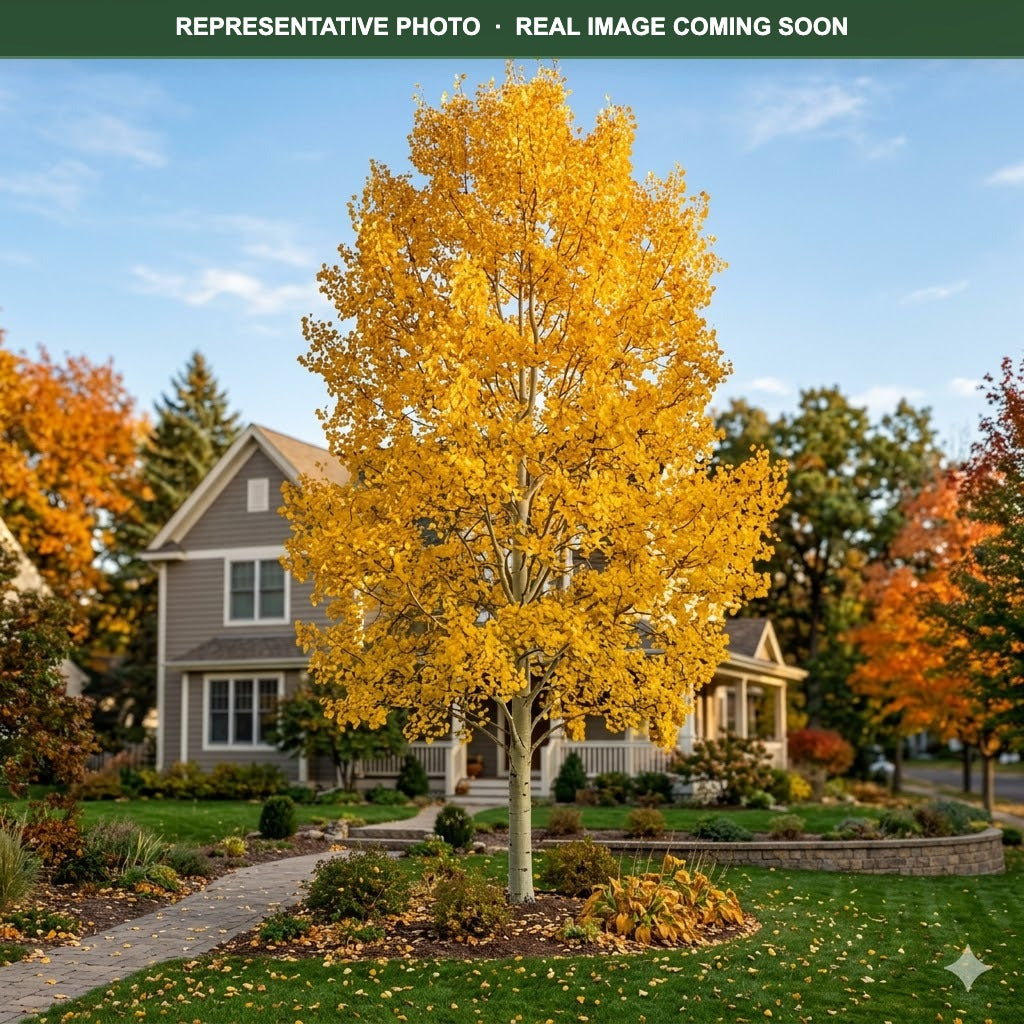 Prairie Gold Aspen (Populus tremuloides) — Wayzata, MN
