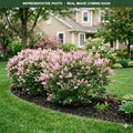 Prairie Petite Lilac (Syringa) — Bloomington, MN