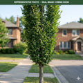 Prairie Sentinel Hackberry (Celtis occidentalis) — Chanhassen, MN