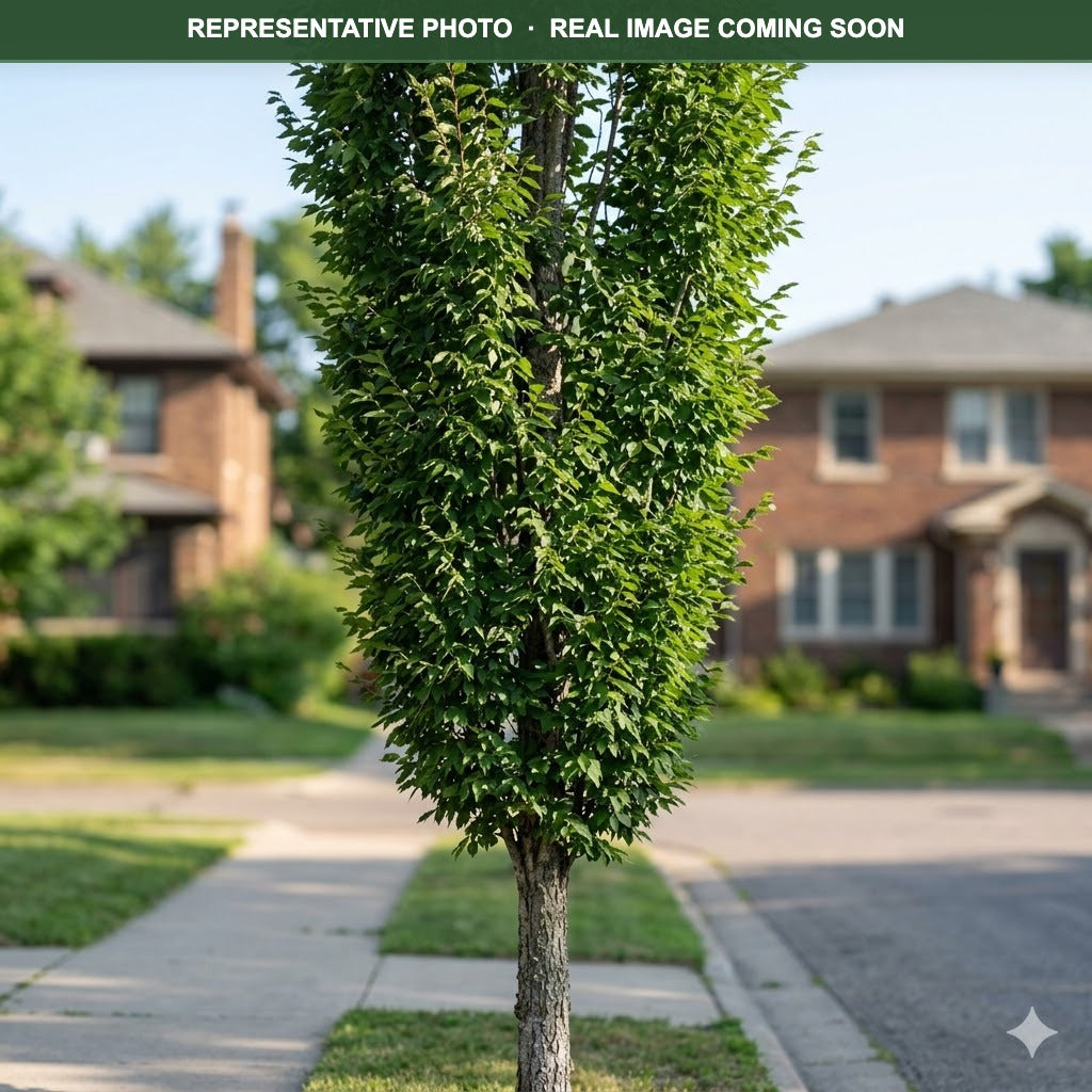 Prairie Sentinel Hackberry (Celtis occidentalis) — Chanhassen, MN