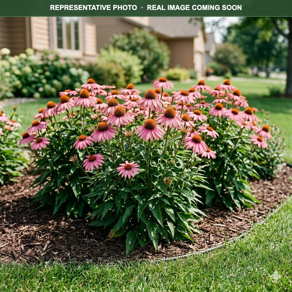 Prairie Splendor Coneflower (Echinacea) — Bloomington, MN