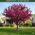 Prairiefire Crabapple (Malus) — Minneapolis, MN