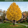 Presidential Gold Ginkgo (Ginkgo biloba) — St. Paul, MN