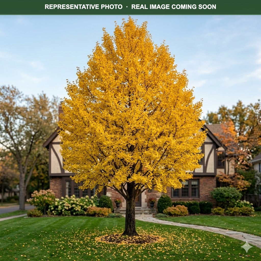 Presidential Gold Ginkgo (Ginkgo biloba) — St. Paul, MN