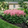 Pretty in Pink Astilbe (Astilbe) — Shoreview, MN