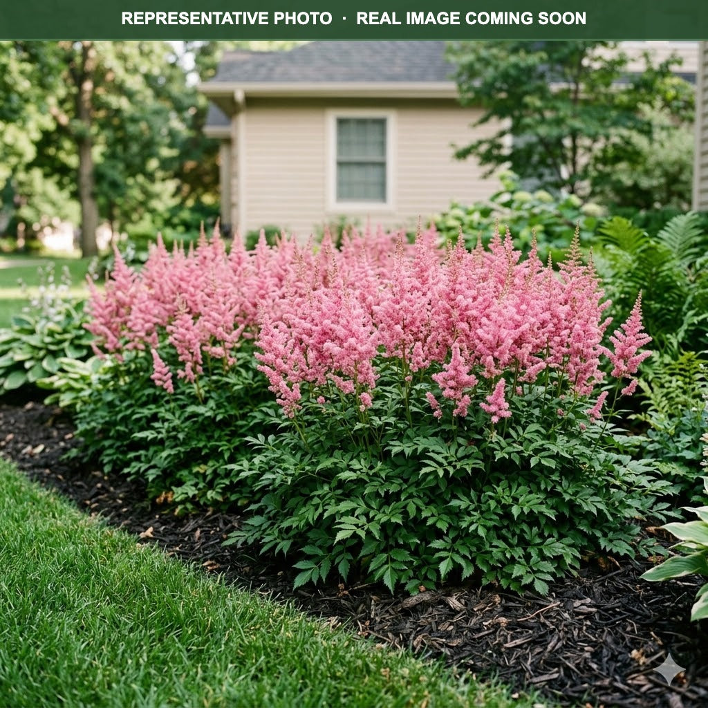 Pretty in Pink Astilbe (Astilbe) — Shoreview, MN