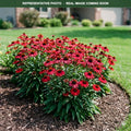 Prima Ruby Coneflower (Echinacea) — Burnsville, MN